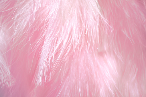 Closed up texture of fashionable fancy pink skirt made from bird features. Soft Focus, Abstract blur background, wallpaper.