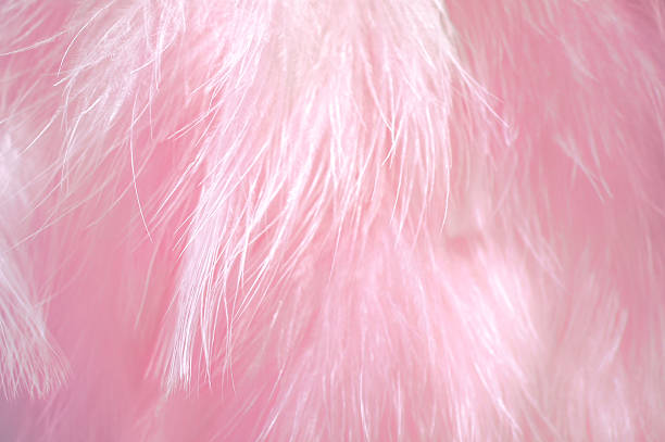 pink feathers stock photo