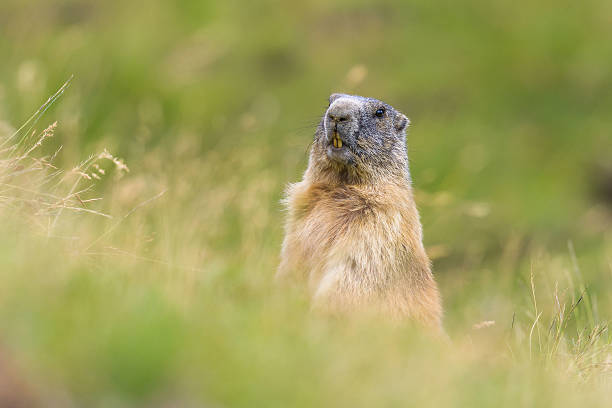 istock Groundhog of the Dolomites 485857786