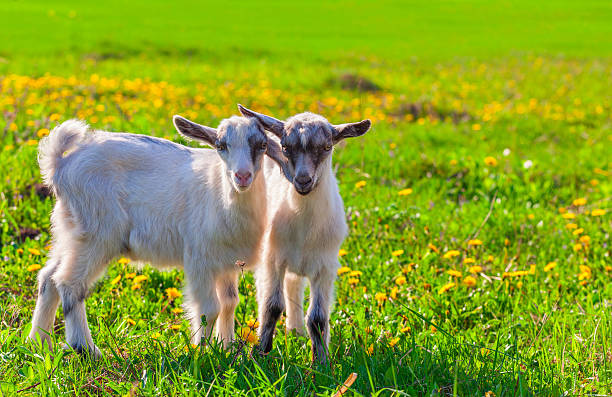 istock Two goats on a green lawn at summer 485858081