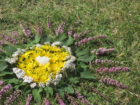 This is a flower mandala that I made from dandelions, heather and white flowers.