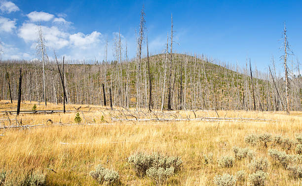 quemado previamente scerene paisaje de bosque. - scerene fotografías e imágenes de stock