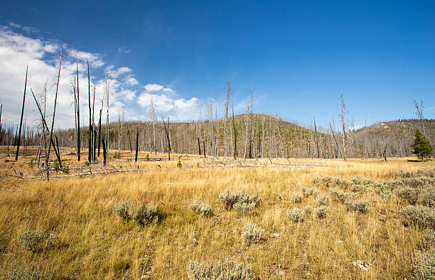 quemado previamente scerene paisaje de bosque. - scerene fotografías e imágenes de stock