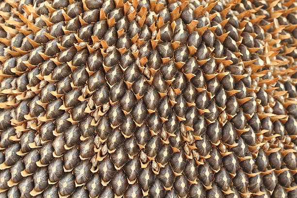 istock Ripe seeds in sunflower. Closeup 485859560