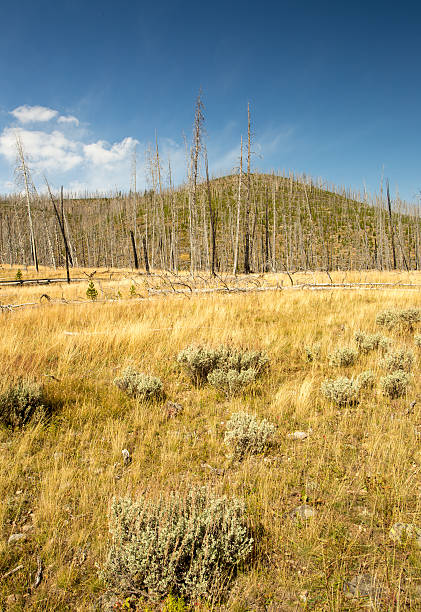 quemado previamente scerene paisaje de bosque. - scerene fotografías e imágenes de stock