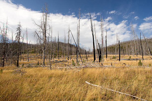 quemado previamente scerene paisaje de bosque. - scerene fotografías e imágenes de stock