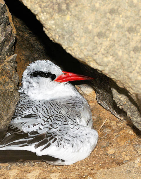 Red Tailed Tropic Bird inside a nest Red Tailed Tropic Bird, also know as a Bosun bird sits inside a nest on the cliff of the uninhabited islet of Djeu, part of the Archipelago of Cabo Verde red tailed tropicbird stock pictures, royalty-free photos & images