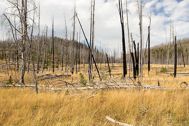 quemado previamente scerene paisaje de bosque. - scerene fotografías e imágenes de stock