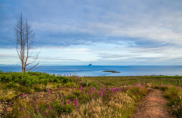 pies w charakterze wybrzeżu szkocji na wyspa arran - wanderurlaub zdjęcia i obrazy z banku zdjęć