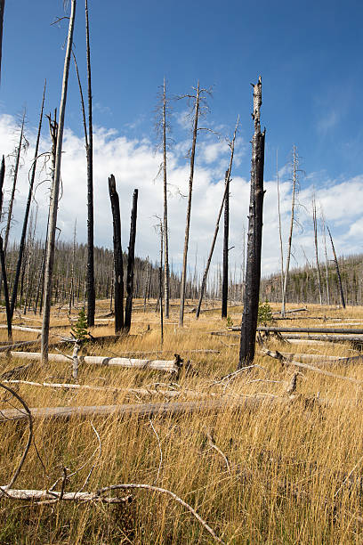 istock Scerene landscape of previously burnt forest. 485860326