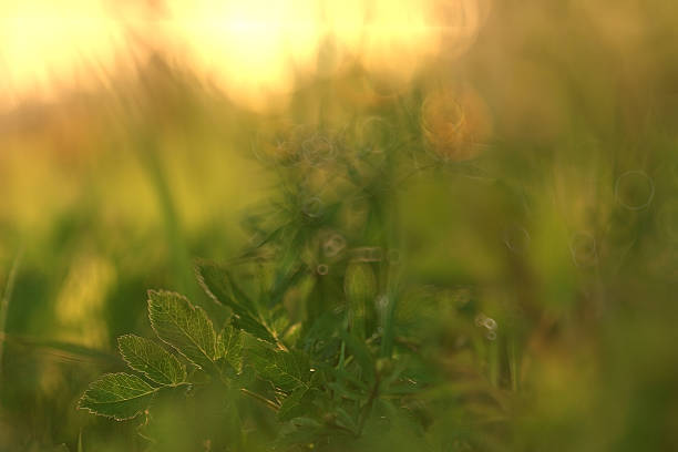 istock wild flowers in the field 485860334