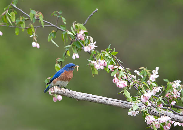 istock Male Bluebird Perched Among Pink Flowers 485861098