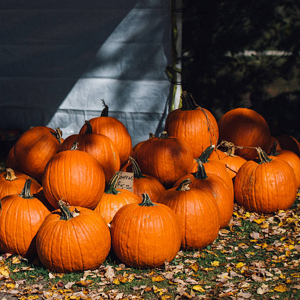 istock Autumn orange pumpkins 485861250