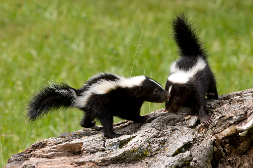 Striped Skunk, Mephitis mephitis, is an omnivorous mammal of the skunk family Mephitidae. Found over most of the North American continent north of Mexico, it is one of the best-known mammals in Canada and the United States. Kalispel, Montana