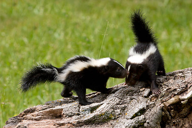 skunk buddies - skunk stok fotoğraflar ve resimler