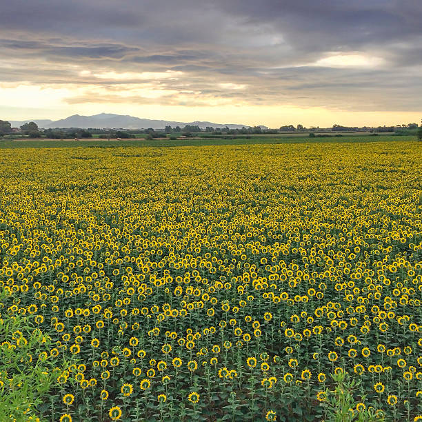 High angle view of a sunflower field in a summer day.