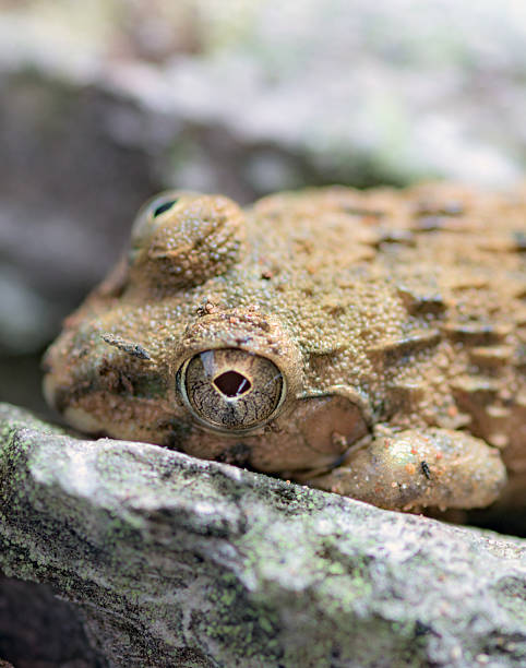 istock Amphibians living in Asia 485862410