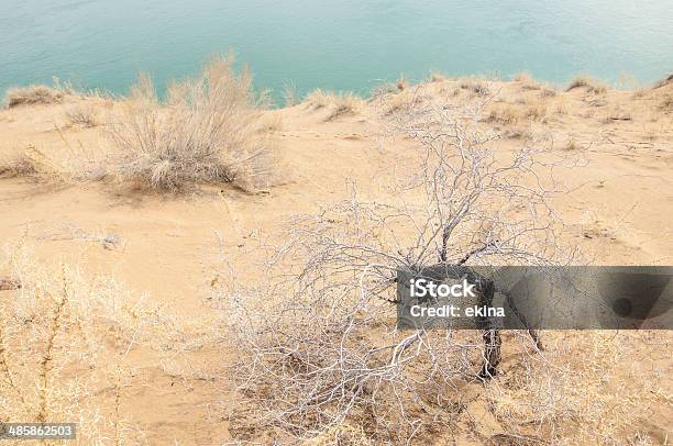 Sand Spring Water Snow Haloxylon Stock Photo - Download Image Now - Arid Climate, Backgrounds, Beach