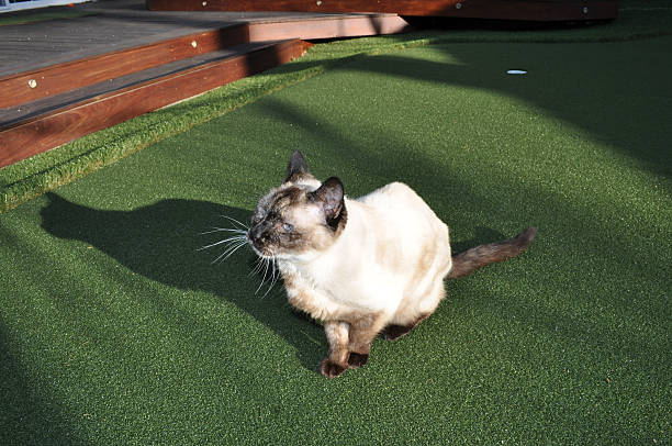Siamese Mix Cat on Putting Green stock photo