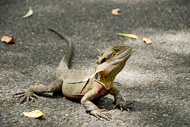 istock Eastern Water Dragon in Brisbane 485863099