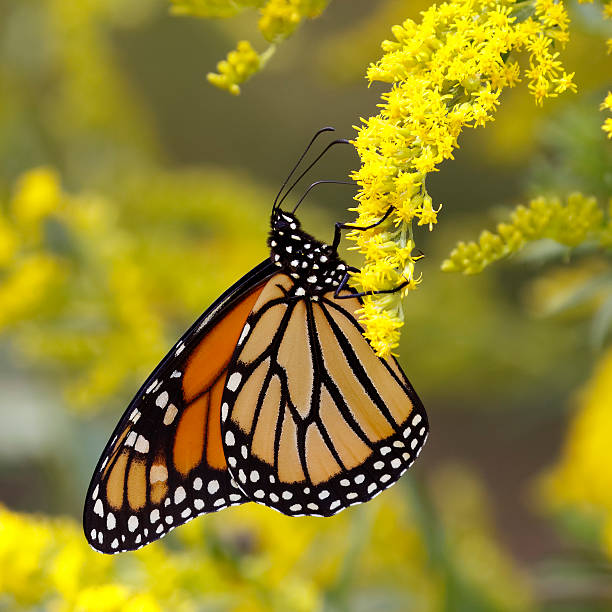istock Monarch Butterfly Nectaring on Canada Goldenrod 485863158