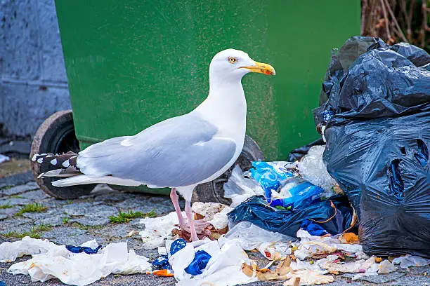 Photo of Herring gull looking for waste