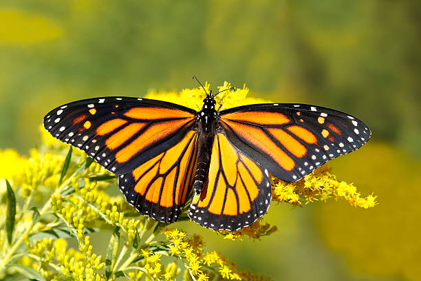 istock Monarch Butterfly Nectaring on Canada Goldenrod 485863740