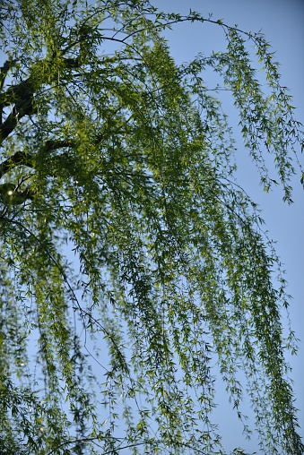 With the arrival of spring, fresh green leaves start coming out everywhere and please eyes of people. They are symbol of life as well as ecology. Here is a photo of weeping willow, taken at Shinjuku-gyoen Garden in Tokyo.
