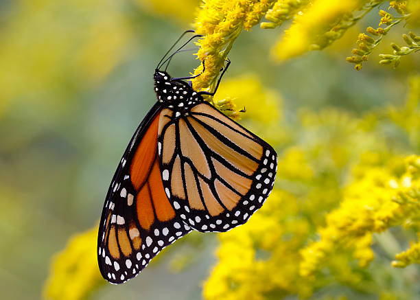 istock Monarch Butterfly Nectaring on Canada Goldenrod 485863974