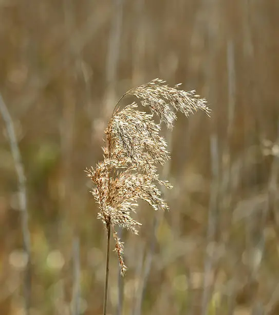 Reed seedhead blown by the wind