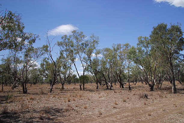istock Hinterland landscape in Australia 485864245