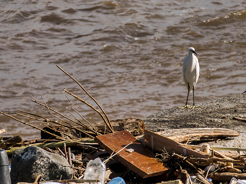 An little egret stands in front of a pile of garbage that was washed ashore from the sea.