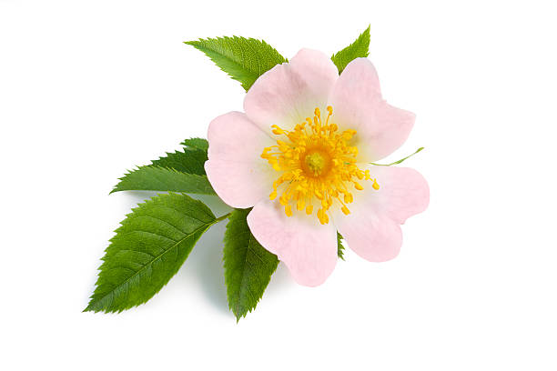 istock Blossom of wild rose isolated on white 485865161