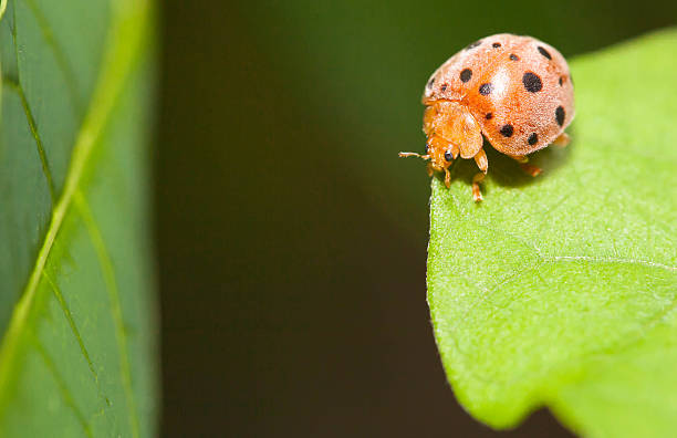 istock Large-spotted ladybird beetles in the nature 485865190