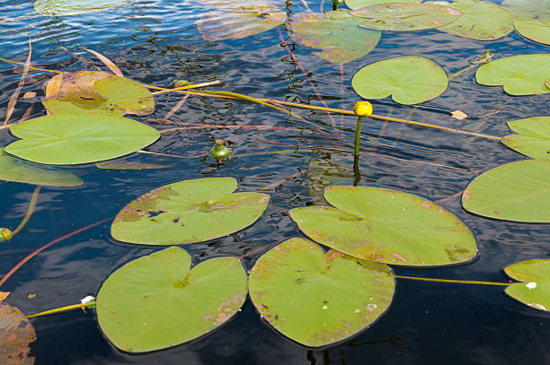 istock water lilies with leaves on the lake 485865241