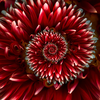 Red Red spiral dahlia