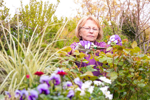 jardinagem - senior women rose women flower bed imagens e fotografias de stock