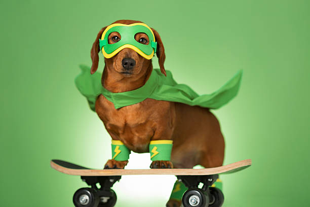 Masked superhero dog on a skateboard stock photo