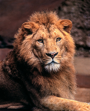 Closeup of female lion