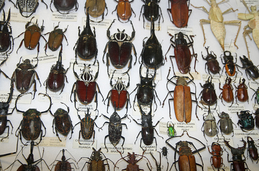 important collections of insects and beetles with Scarabs in exposure to an international exhibition 3