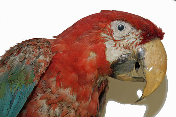 istock Parrot ARA with decurved Bill and colorful feathers 485869083