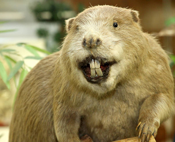 Big Beaver with huge incisors Giant Beaver with huge incisors beaver stock pictures, royalty-free photos & images