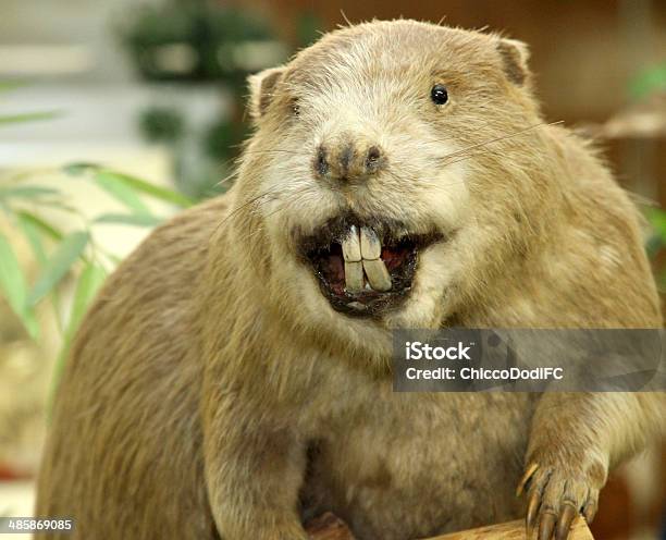 Big Beaver With Huge Incisors Stock Photo - Download Image Now - Beaver, Animal Teeth, Human Teeth