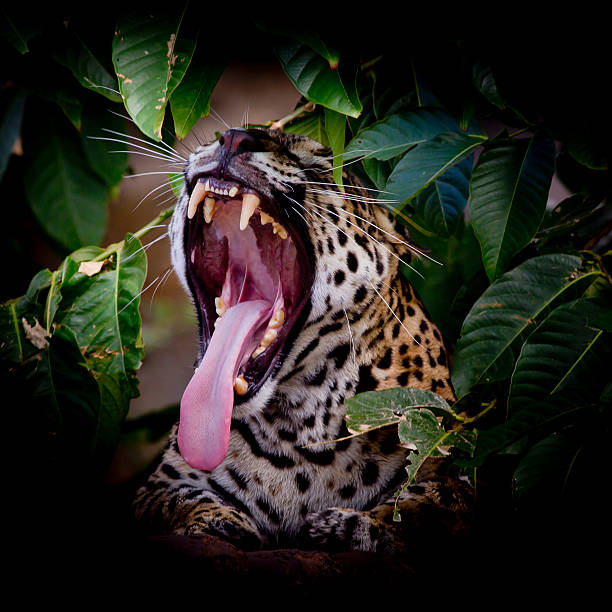 istock Leopard portrait sticking out tongue in wild 485869158