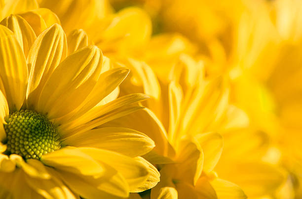 istock yellow chrysanthemum flower 485869162