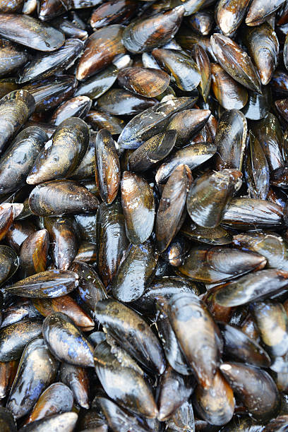 istock mussels in the store on display 485869451