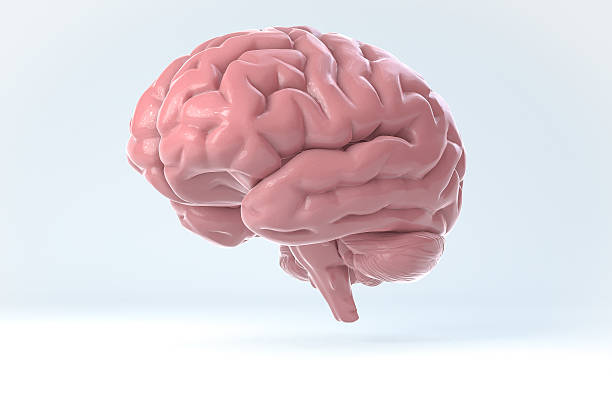 istock 3D Human Brain Isolated Illustration. Science Anatomy Background. 485869510