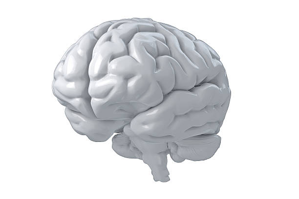 istock 3D Human Brain Isolated Illustration. Science Anatomy Background. 485869692
