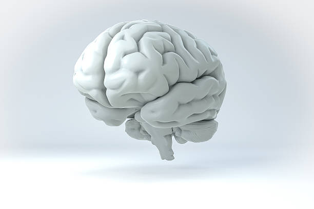 istock 3D Human Brain Isolated Illustration. Science Anatomy Background. 485869756