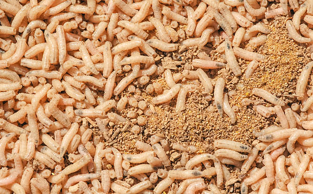 maggots - man made material fotos stock-fotos und bilder